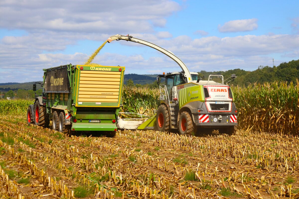 LU Schmidt Claas Jaguar 950 am 15.09.24 beim Mais Häckseln in der Nähe von Mittel Gründau