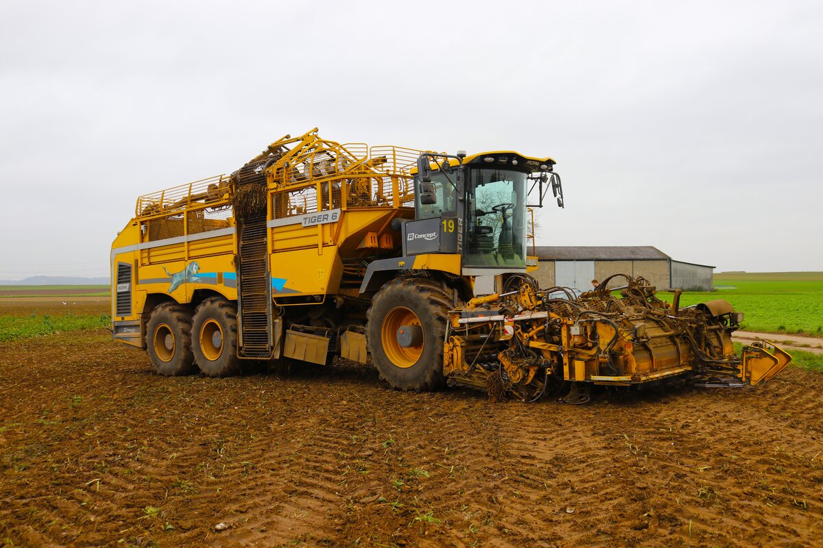 Maschinenring Wetterau Ropa Tiger 6S Rübenroder am 08.11.24 in der nähe von Wölfersheim 