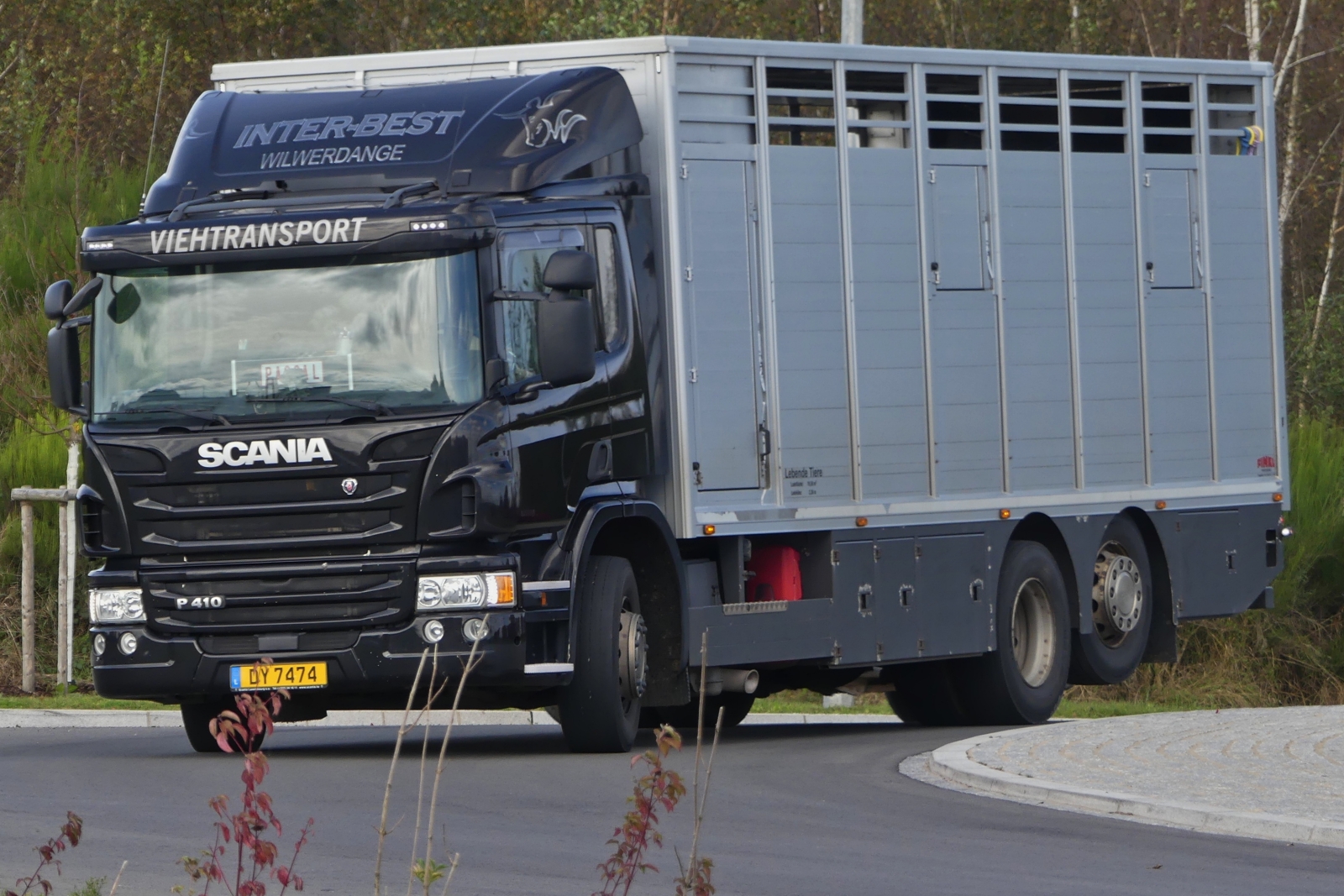 SCANIA P 410 Viehtransporter, durchfährt einen Kreisverkehr. 10.2024