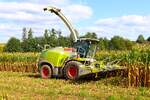 LU Schmidt Claas Jaguar 950 am 15.09.24 beim Mais Häckseln in der Nähe von Mittel Gründau