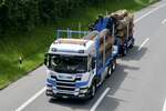 Ein Scania Holz Hängerzug von Egli Transporte am 28.6.24 auf dem Weg zum Trucker Festival auf der A8 in Matten b.